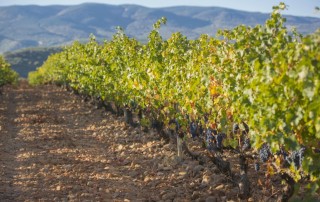 altos de corral vino rioja comercial tabarca distribución de bebidas y alimentación alicante finca