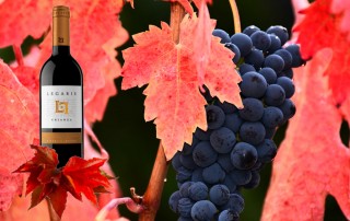 bodegas legaris vino tinto legaris crianza comercial tabarca distribución de bebidas y alimentación alicante