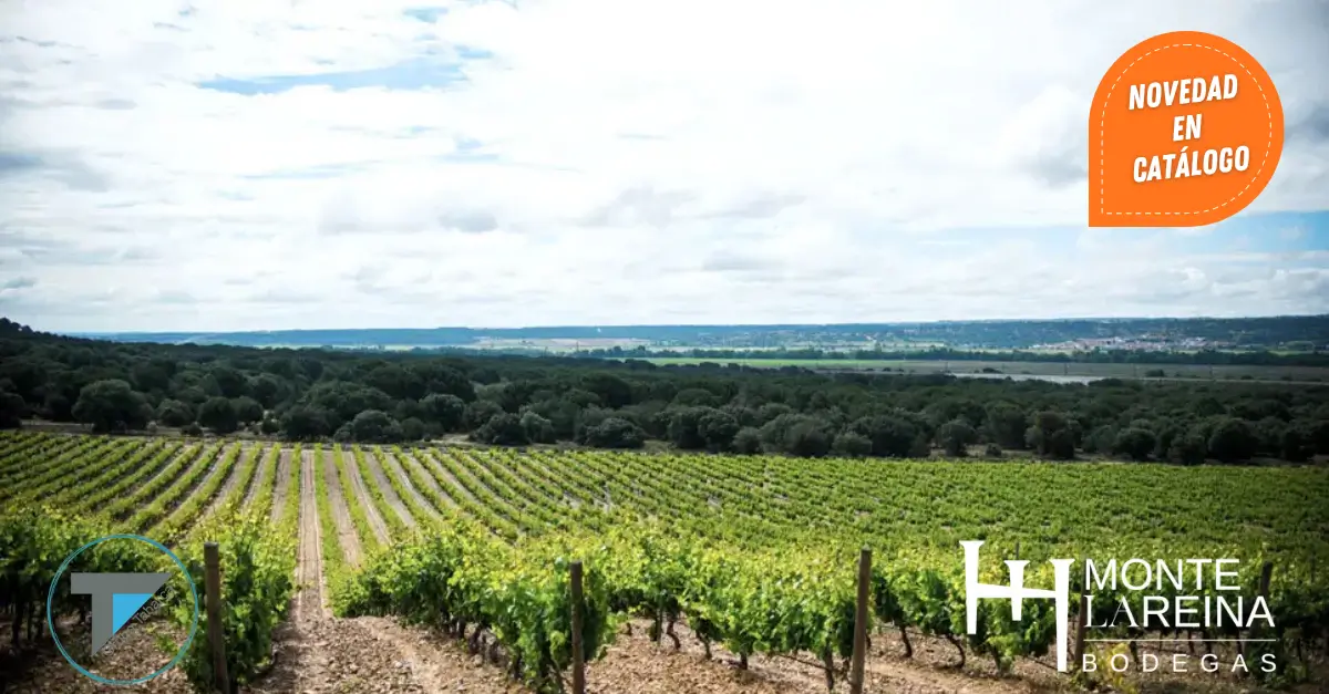 bodegas-monte-la-reina-distribuidor-en-alicante-vino-viñedos-grupo-tabarca