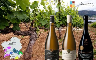 vinos de galicia albariño ribeiro bodegas villanueva comercial tabarca distribución de bebidas y alimentación alicante 1