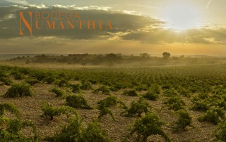 vinos do toro gama alta bodega numanthia comercial tabarca distribución de bebidas y alimentación alicante viñedo